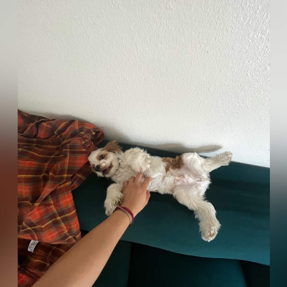 Meet your Posher, Diego